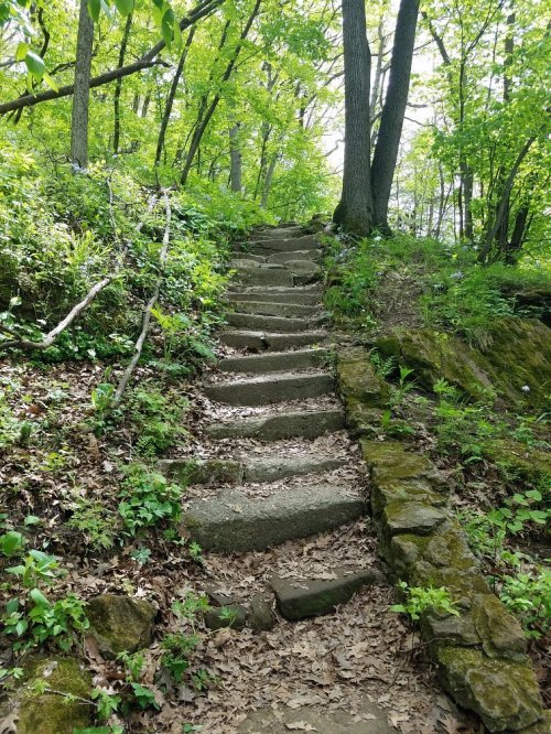 A stone staircase leads up through a lush, green forest with trees and foliage surrounding the path.