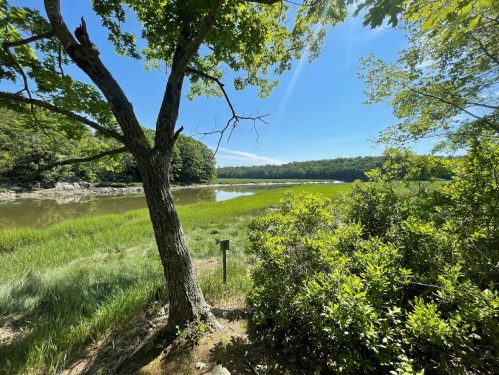 A serene landscape featuring a tree by a calm waterway, surrounded by lush greenery and a clear blue sky.