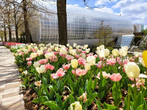 A vibrant garden of pink and white tulips in front of a large glass greenhouse under a blue sky.