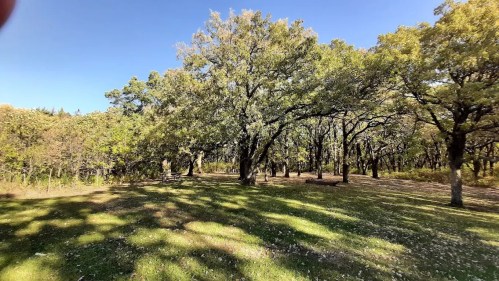 A sunny park scene with large trees casting shadows on a grassy area, surrounded by greenery and blue sky.