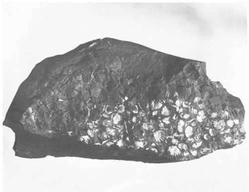 A textured rock with numerous small, shell-like fossils embedded in its surface, displayed in black and white.