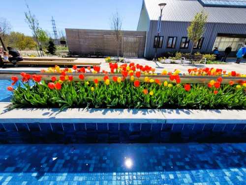 Colorful tulips in red and yellow bloom along a blue tiled water feature in a sunny outdoor setting.