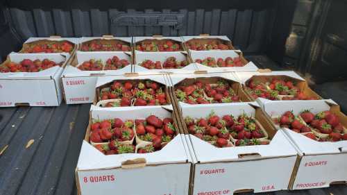 Boxes of fresh strawberries stacked in the back of a pickup truck.