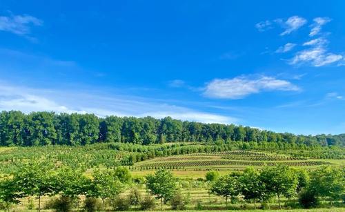 Lush green fields with rows of trees under a bright blue sky and scattered clouds.