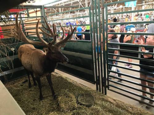 A large elk with antlers stands in a pen, surrounded by people at a fair or exhibition.