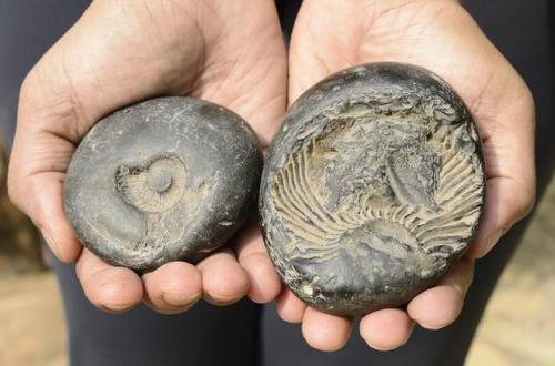 Two hands holding two fossilized stones, one with a spiral shape and the other with detailed fossil patterns.