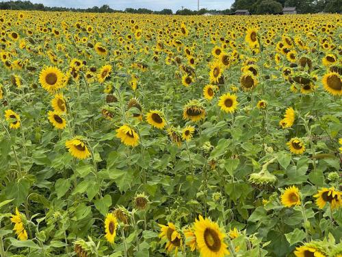 A vibrant field of sunflowers stretching towards the horizon under a clear sky.