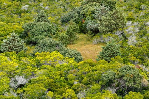 Aerial view of a dense forest with various shades of green and a small clearing in the center.