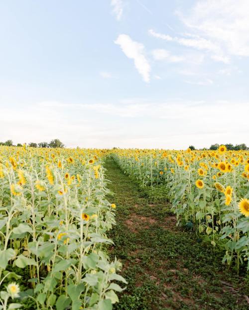 A path through a vibrant sunflower field under a clear blue sky.