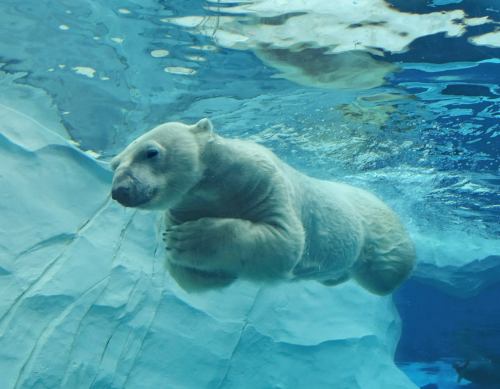 A polar bear swimming underwater near an ice formation in a clear blue environment.