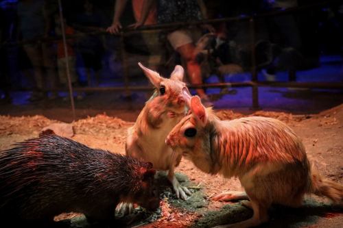 Two large rodents interact in a habitat, with a smaller rodent nearby, under colorful lighting.
