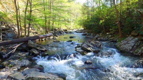 A serene river flows through a rocky landscape, surrounded by lush green trees and sunlight filtering through the leaves.