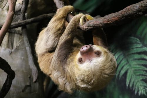 A sloth hanging upside down from a branch, surrounded by green foliage.