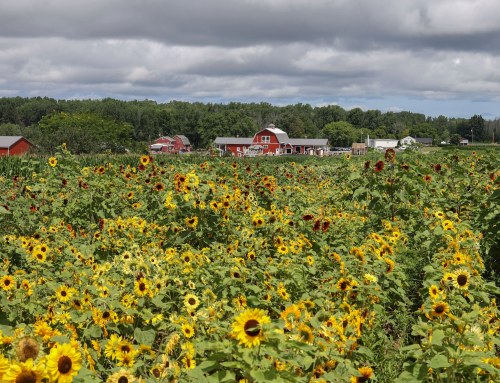 A vibrant field of sunflowers in bloom, with a red barn and green trees in the background under a cloudy sky.