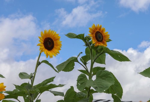 Two vibrant sunflowers stand tall against a blue sky with fluffy white clouds.