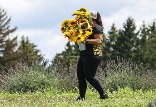 A person carries a large bouquet of sunflowers in a field, surrounded by greenery and lavender plants.