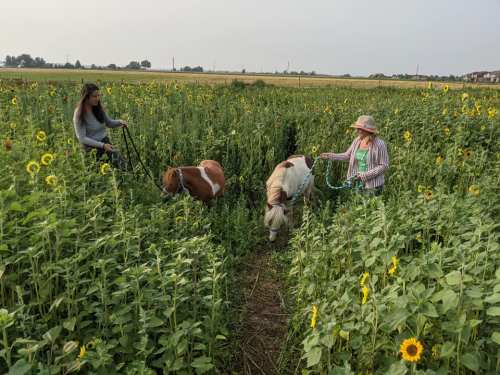 Two women walk ponies through a field of sunflowers and tall green plants on a sunny day.