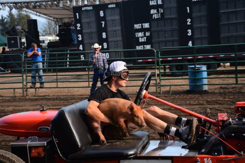 A young man drives a go-kart with a pig on his lap at a dirt track event, with spectators in the background.