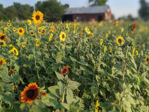 A field of vibrant sunflowers with a rustic red barn in the background under a clear blue sky.