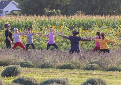 A group of women practicing yoga outdoors in a field with sunflowers and tall grass.