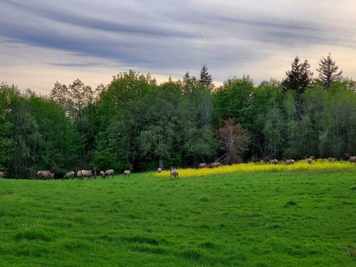 A lush green field with a herd of elk grazing near a tree line under a cloudy sky.