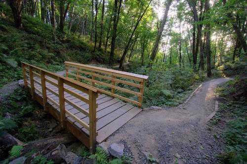 A wooden bridge spans a small path through a lush green forest, surrounded by trees and ferns.