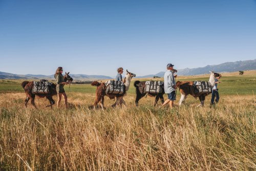 A group of people walking with llamas carrying packs through a grassy field under a clear blue sky.