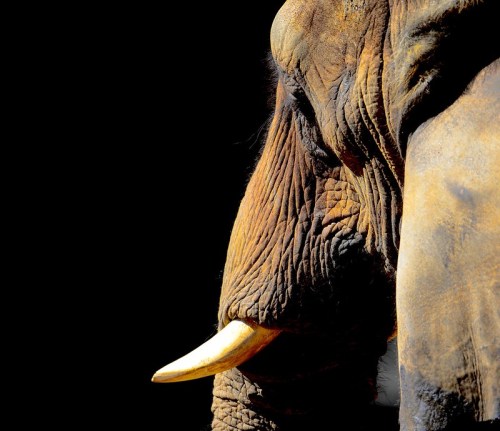 Close-up of an elephant's textured skin and tusk against a dark background.