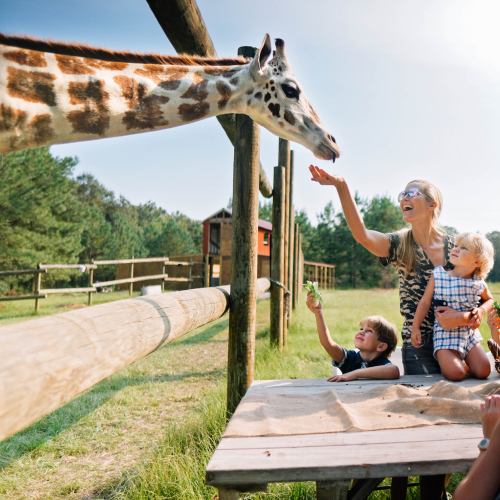 A woman and two children feed a giraffe at a zoo, surrounded by trees and a wooden fence.