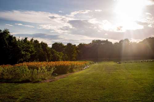 A sunlit field with vibrant sunflowers on one side and lush greenery under a bright sky.