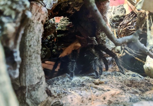 A close-up of a tarantula in its natural habitat, surrounded by wood and foliage.