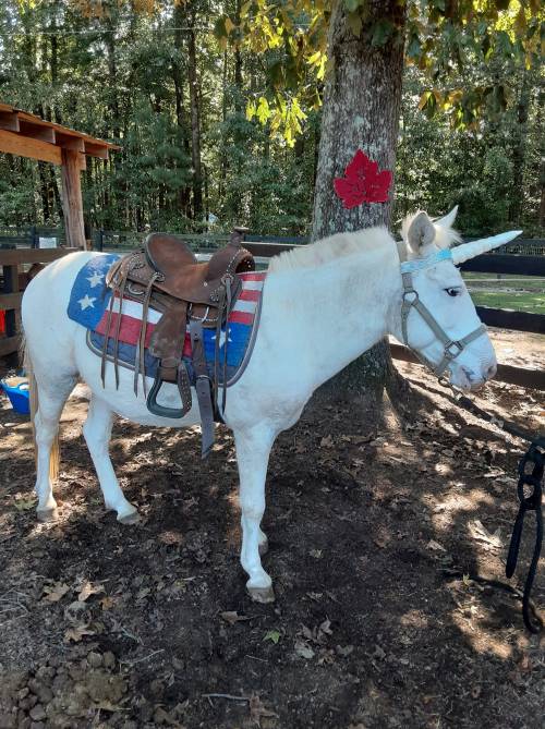 A white horse with a saddle featuring a star and stripes design stands beside a tree in a wooded area.