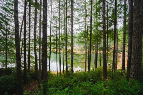 A serene forest scene with tall trees surrounding a calm lake, reflecting the greenery and soft light.