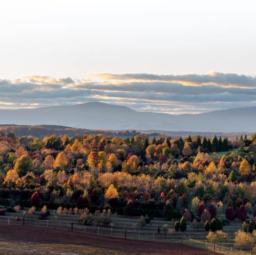 A scenic view of rolling hills and a forest with vibrant autumn foliage under a cloudy sky.