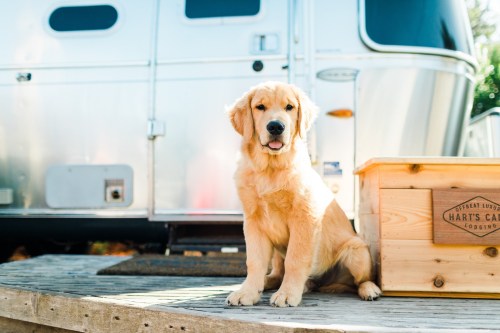 A golden retriever puppy sits on a wooden deck in front of a shiny silver trailer.
