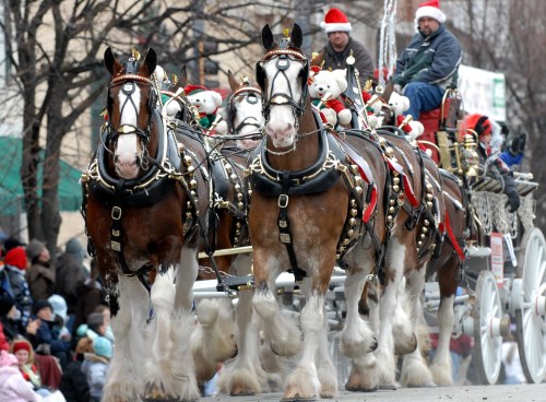 A festive parade featuring Clydesdale horses in harness, pulling a decorated wagon with holiday decorations and riders.