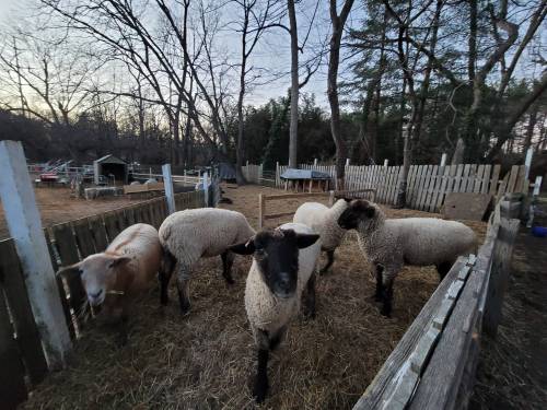A group of sheep in a fenced area with trees and a barn in the background during twilight.
