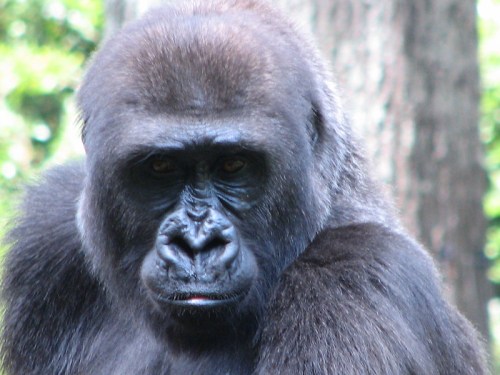 Close-up of a gorilla's face, showcasing its expressive features and dark fur against a blurred natural background.