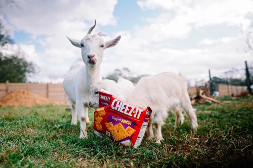 A goat stands next to a box of Cheez-It snacks on green grass, with another goat in the background.