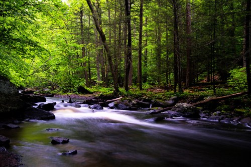 A serene forest scene with a flowing river, surrounded by lush green trees and smooth rocks.