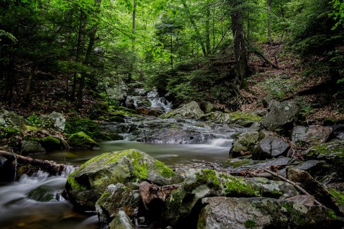A serene forest scene featuring a flowing stream surrounded by lush greenery and moss-covered rocks.
