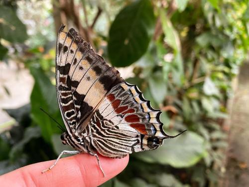 A close-up of a butterfly perched on a finger, showcasing intricate patterns and vibrant colors against a green background.