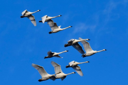 A flock of white swans flying gracefully against a bright blue sky.