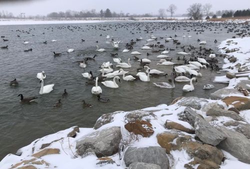A snowy lakeside scene with various ducks and swans gathered in the water, surrounded by rocks and a gray sky.