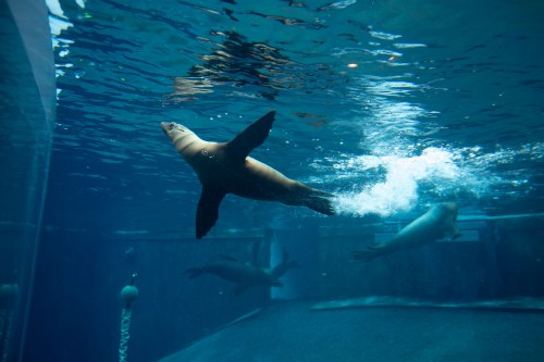 A sea lion swims gracefully underwater, with bubbles trailing behind it and other sea lions in the background.