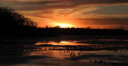 Sunset over a tranquil lake, with silhouettes of trees and ducks reflected in the water.