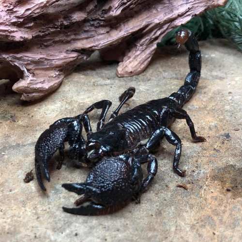 A close-up of a black scorpion on a rocky surface, with a wooden log in the background.