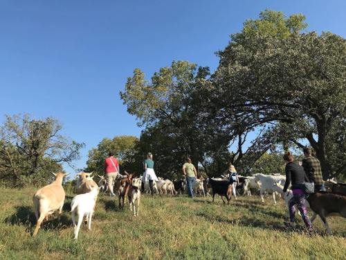 A group of people herding goats across a grassy field under a clear blue sky. Trees are visible in the background.