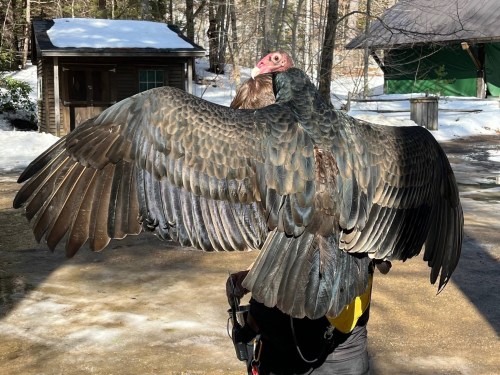 A person stands outdoors with a large vulture perched on their back, wings spread wide against a snowy background.