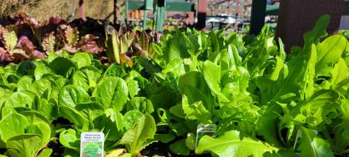 Lush green lettuce varieties growing in a garden, with labels indicating different types of lettuce.